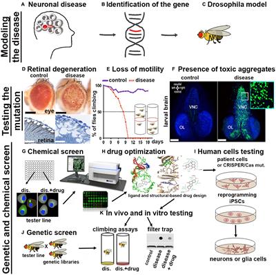 Drosophila melanogaster as a model to study autophagy in neurodegenerative diseases induced by proteinopathies